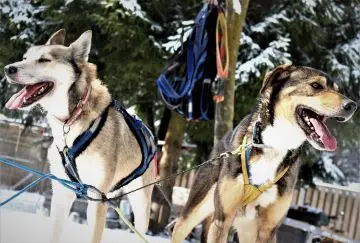 Musherkurs für 2 Personen - 2 Tage